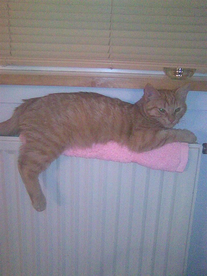 Huskat Frida billede 11