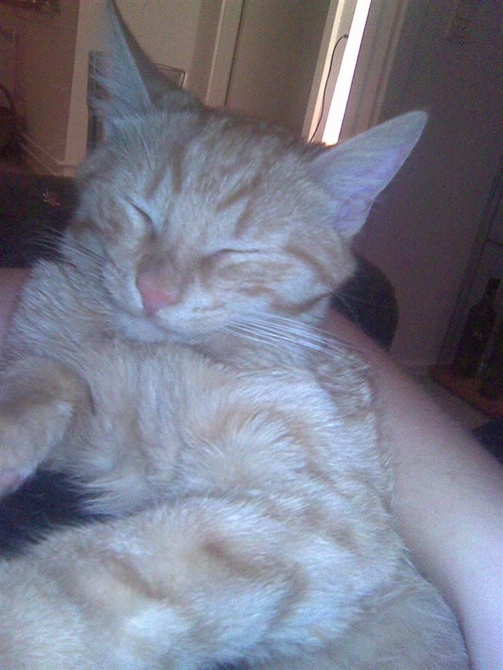 Huskat Frida billede 12