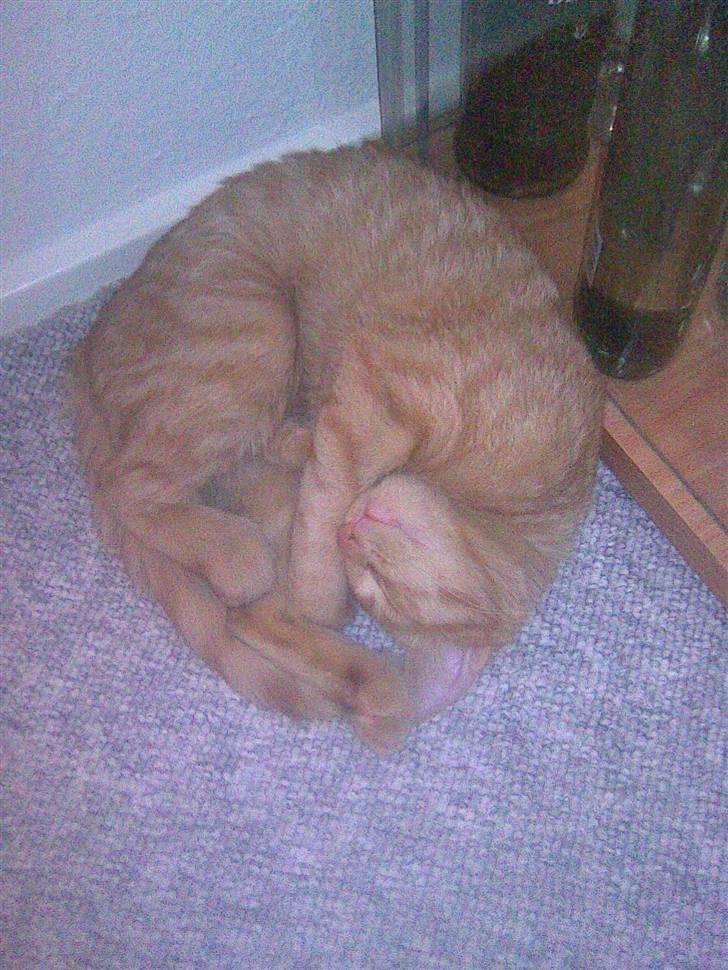 Huskat Frida billede 13