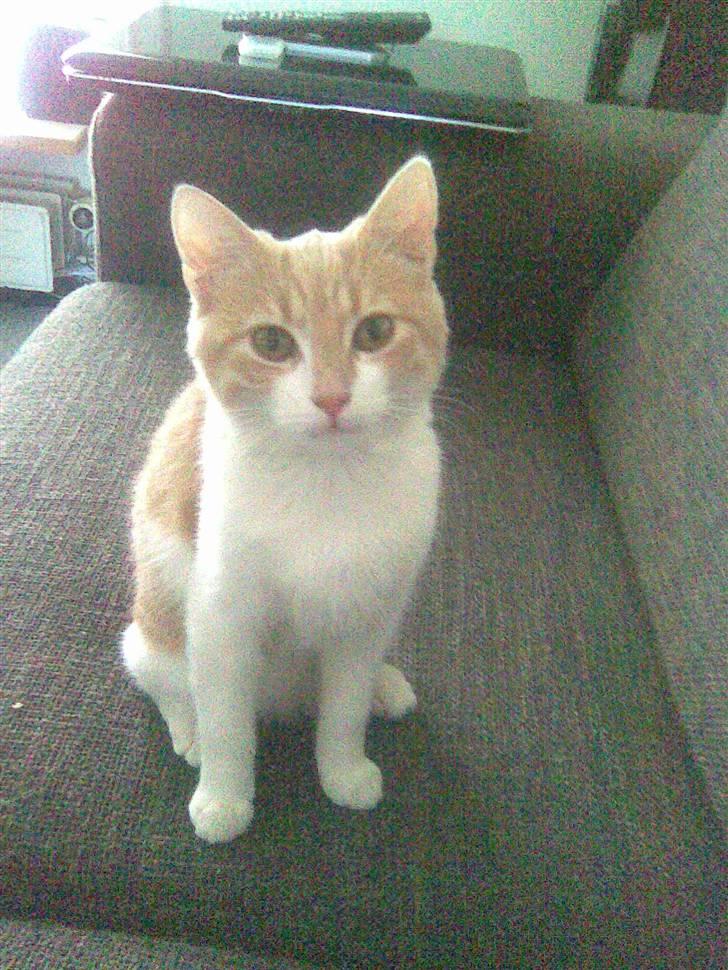 Huskat Friga billede 1