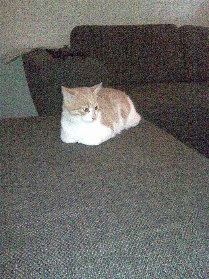 Huskat Friga billede 2