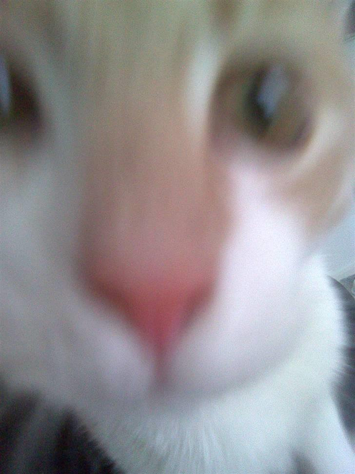 Huskat Friga billede 3