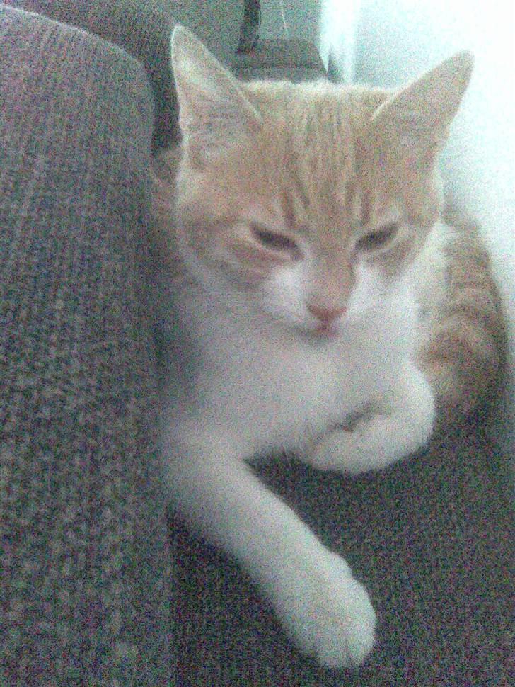 Huskat Friga billede 4