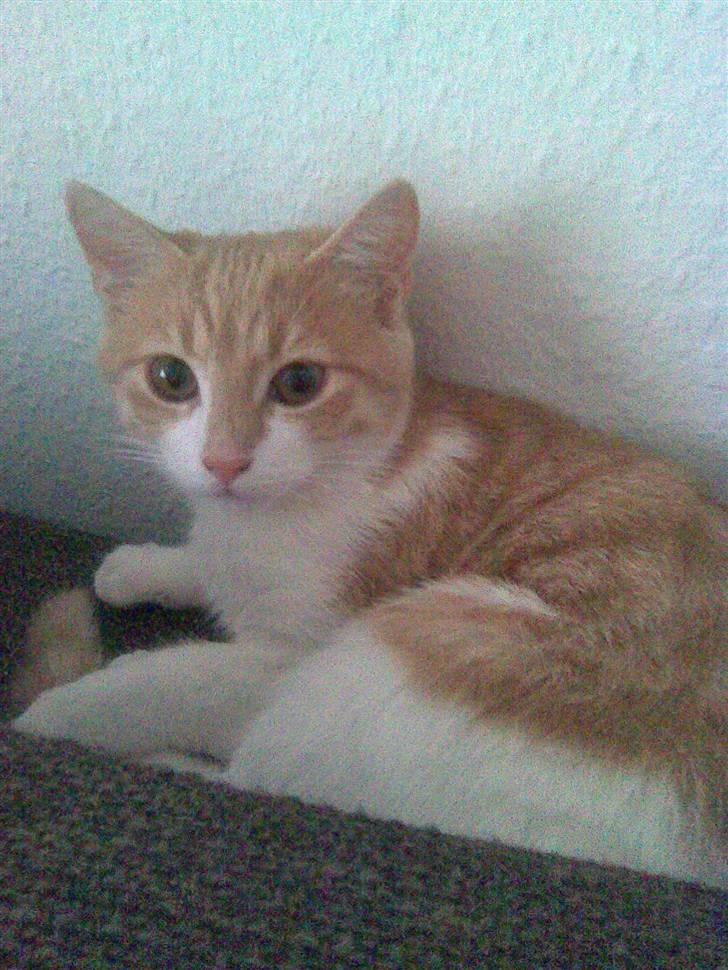 Huskat Friga billede 5