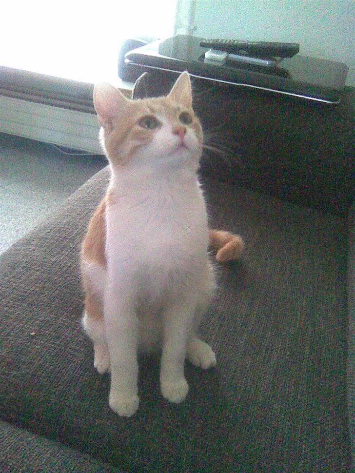 Huskat Friga billede 6