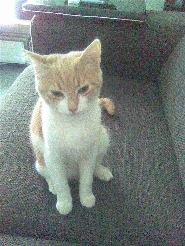 Huskat Friga billede 7