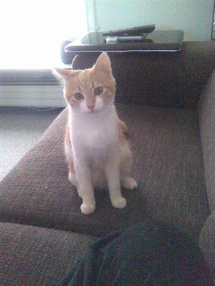 Huskat Friga billede 8