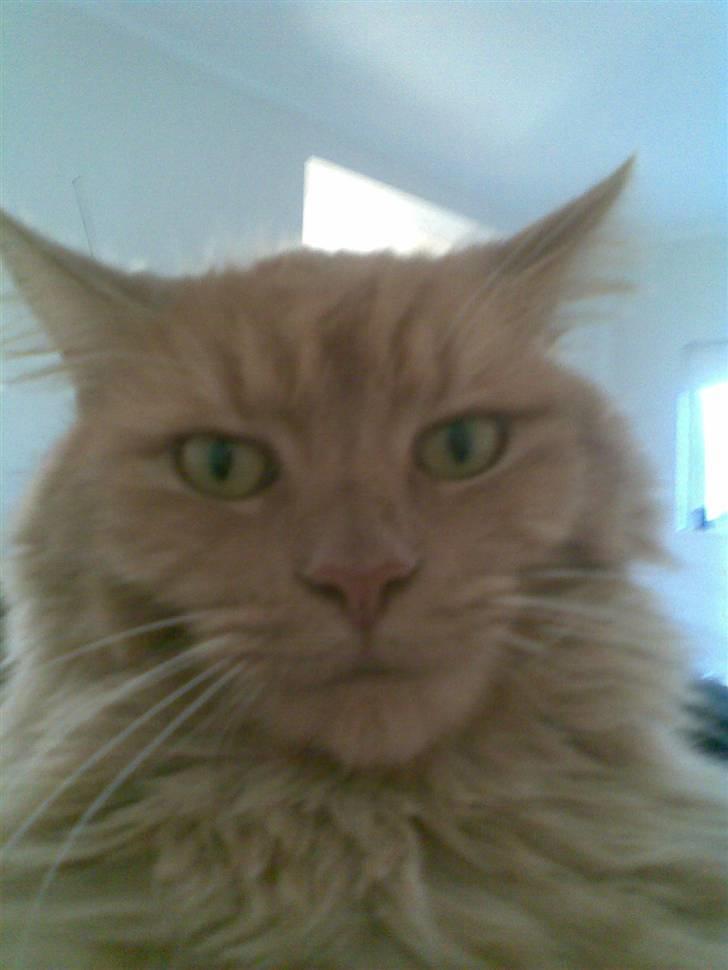 Maine Coon ribs - kan du se mig nu billede 1