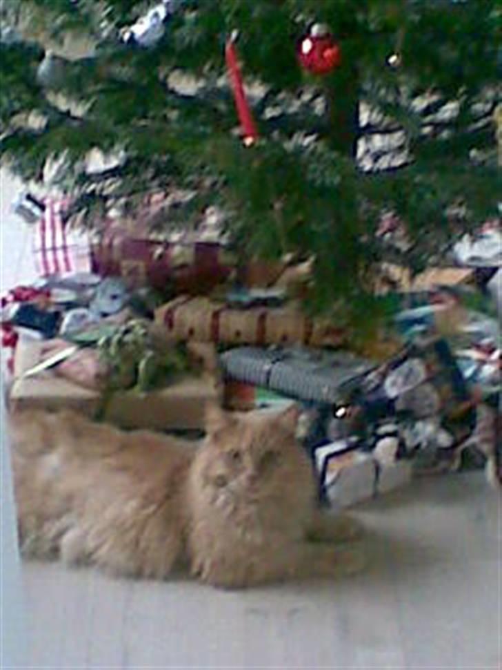 Maine Coon ribs - hvor er mine gaver billede 2