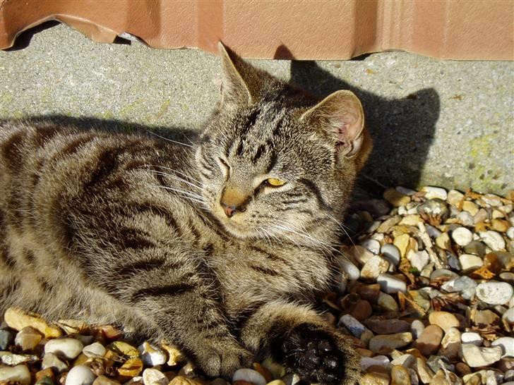 Huskat Villy Rumle - Velkommen til Villy Rumles profil :) billede 1