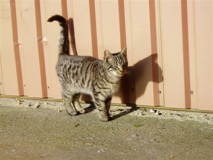 Huskat Villy Rumle - her står jeg så lige og slikker sol ;) billede 2