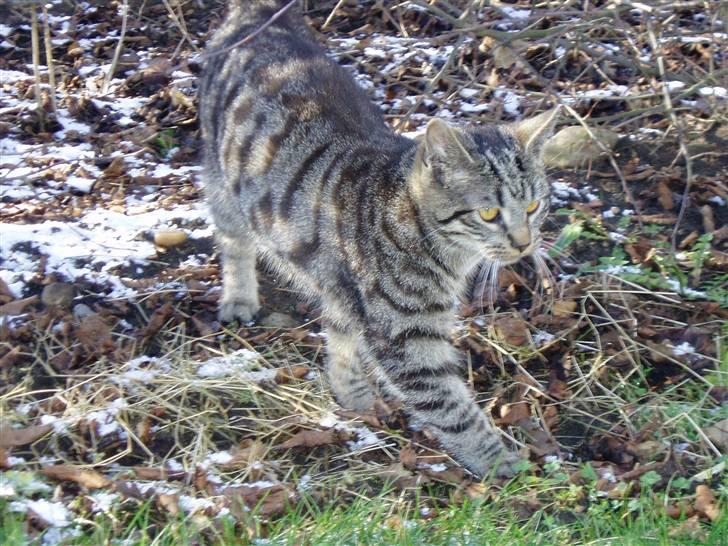 Huskat Villy Rumle - Villy Rumle :) min lille han mis billede 3