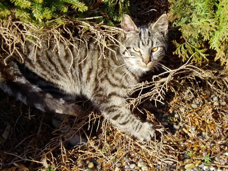 Huskat Villy Rumle - Villy leger med busken???:) billede 4