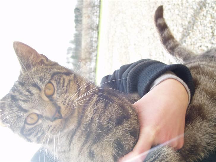 Huskat Villy Rumle - Villy Rumle.. billede 5