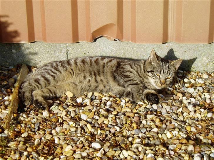 Huskat Villy Rumle - Villy tager sol (Dejligt!!) :) billede 6