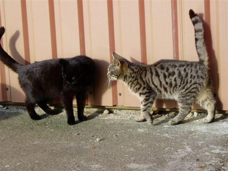 Huskat Villy Rumle - Villy Rumle og hans mor :) billede 7