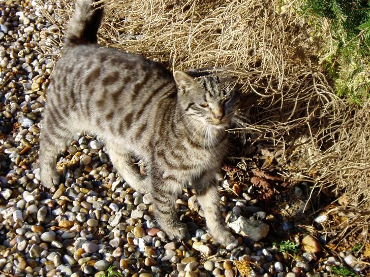 Huskat Villy Rumle - Min Rumle misser :) billede 8