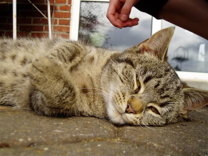 Huskat Otto - Zzzz xD billede 9