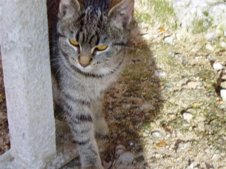 Huskat Otto - Otto :) billede 10