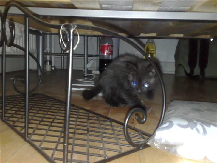 Blanding af racer Gimli billede 9