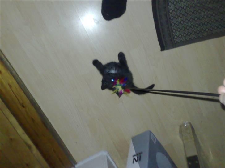 Blanding af racer Gimli billede 10