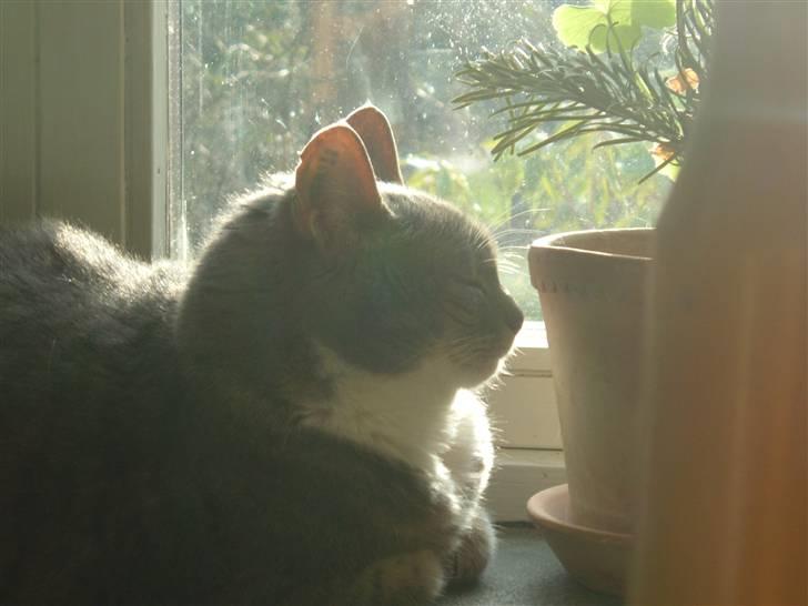 Blanding af racer Mynte billede 12