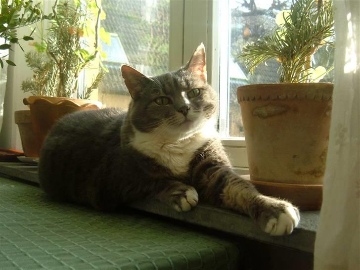 Blanding af racer Mynte billede 13