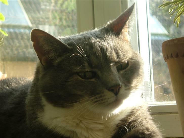 Blanding af racer Mynte billede 14