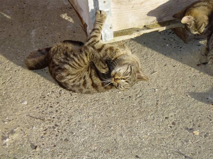 Huskat Villy Rumle - århh.. det er lige der det klør :) billede 9