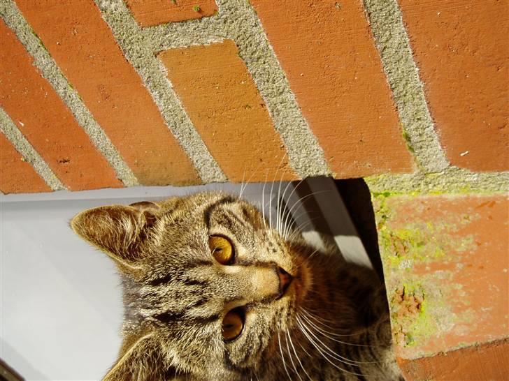 Huskat Villy Rumle - Hmm.. her sidder jeg godt :) billede 10