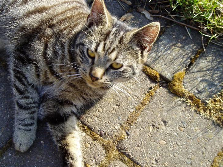 Huskat Villy Rumle - ej jeg vil gerne ned nu, men hvordan? billede 11