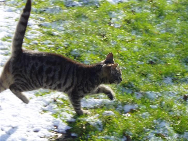 Huskat Villy Rumle - Yearh.. og afsted løber Villy Rumle :) billede 12