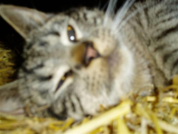 Huskat Villy Rumle - er jeg ikke lækker? ;p billede 13