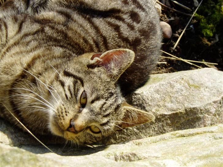 Huskat Villy Rumle - Arrh dejlig solskin :) billede 14