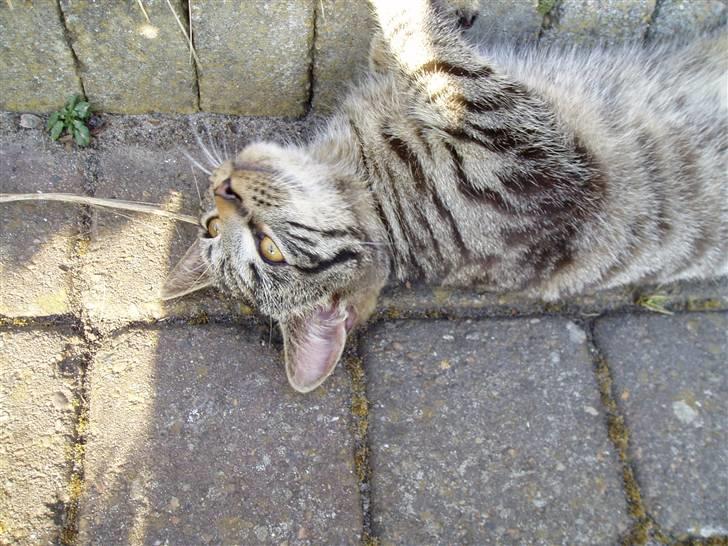 Huskat Villy Rumle billede 15