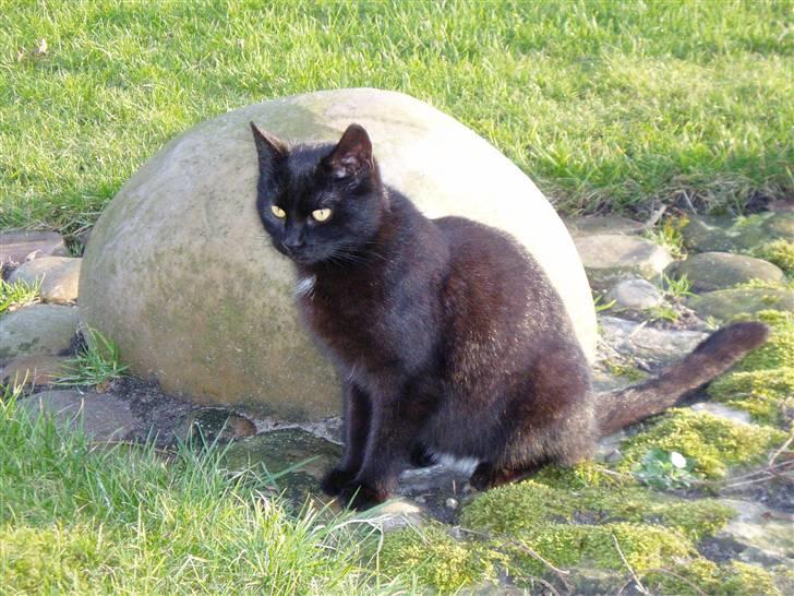 Huskat Ib :) - Grrr.. :o) billede 9