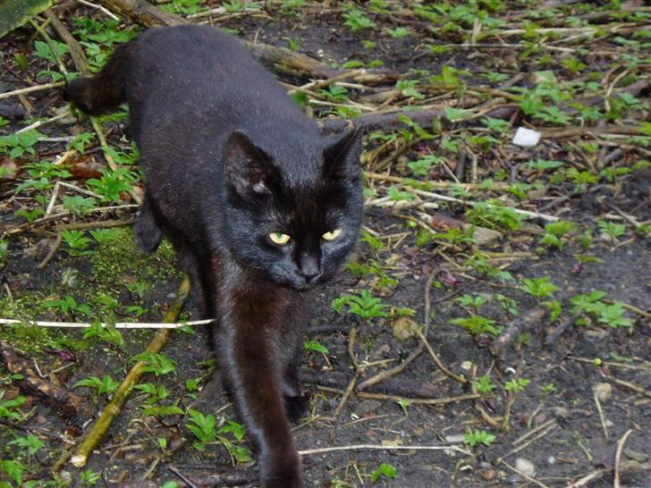 Huskat Ib :) - Grr, misseren Ib :) billede 10