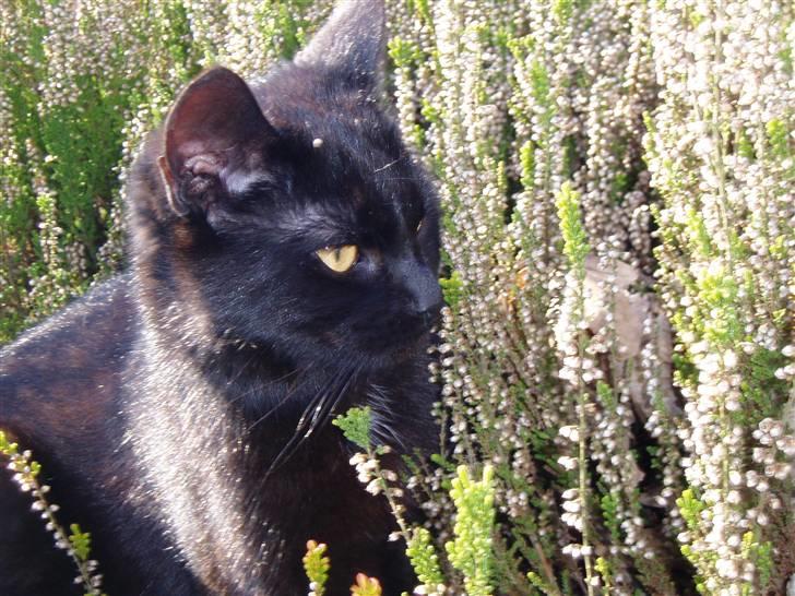 Huskat Ib :) - smuk<3 billede 11