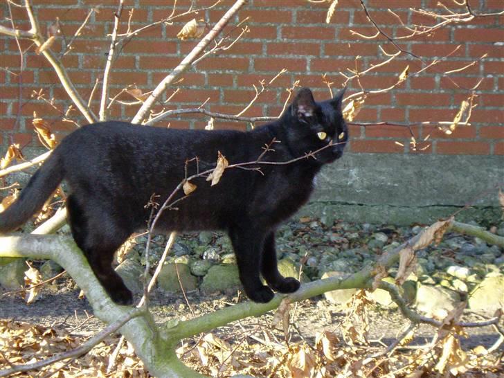 Huskat Ib :) - Grr.. en tiger :) billede 12