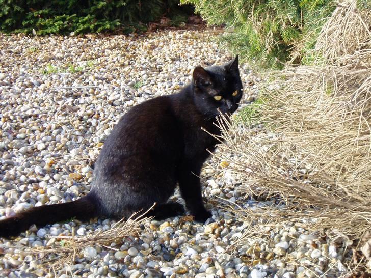 Huskat Ib :) - Ib nyder solen :) billede 13