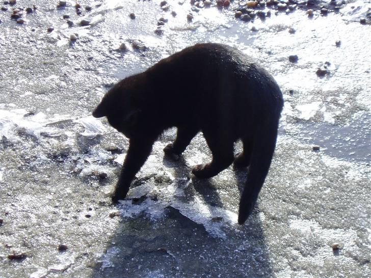 Huskat Ib :) - Hvad dælen er det? ö billede 14