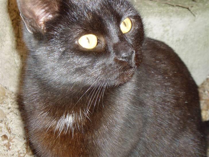 Huskat Ib :) - Ibi<3 ;D billede 15