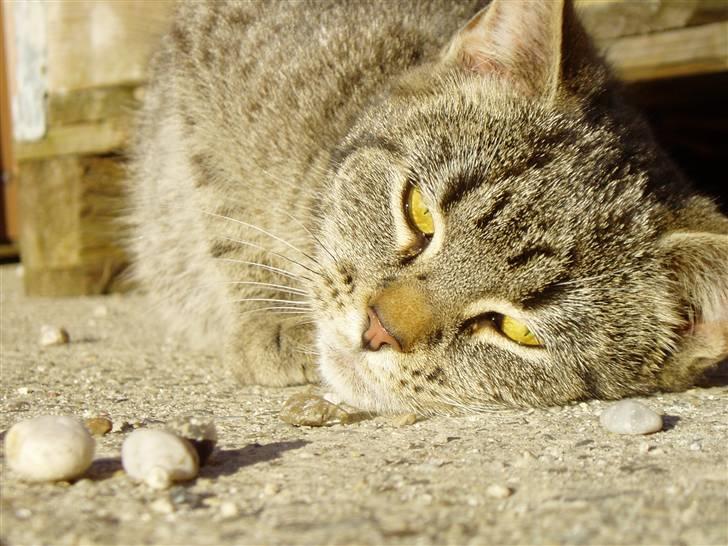 Huskat Otto - dejligt vejr ;o) billede 11