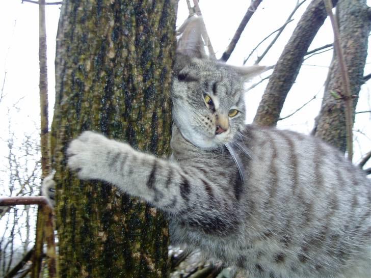 Huskat Otto - Stooor kram xD billede 12