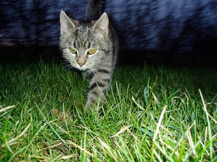 Huskat Otto - Otto i løb? :O billede 13