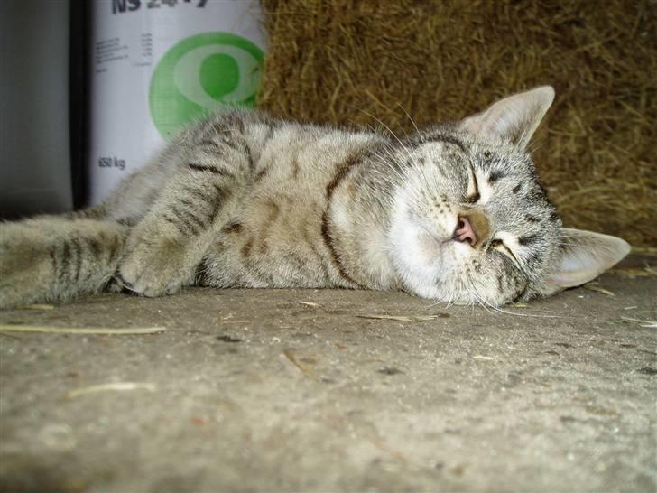 Huskat Otto - Zzzz.. :o) billede 14