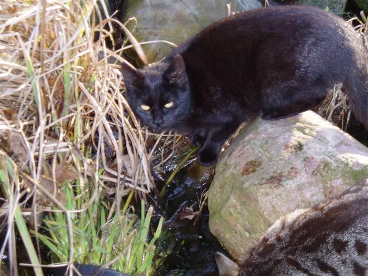 Huskat Ib :) - hm..? Jeg er trøstig :p billede 16