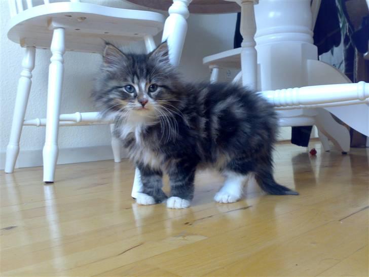 Blanding af racer Mis billede 1