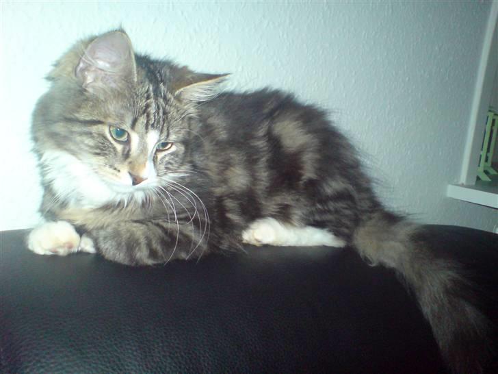 Blanding af racer Mis billede 2