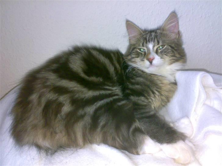 Blanding af racer Mis billede 3